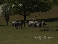 Paarden [Equidae]
